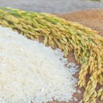 Organic Rice